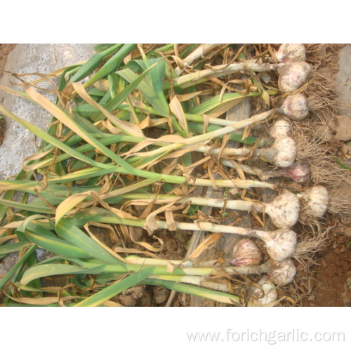 Hot Selling Fresh Normal White Garlic 5.0cm